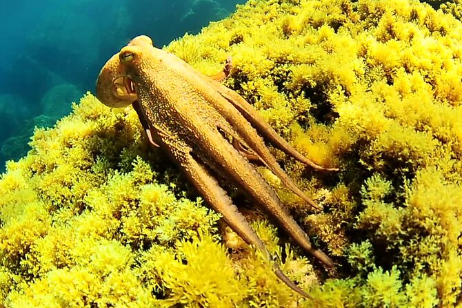 Ibiza Snorkeling Beach and Cave Tour - Platges de Comte: Sandy-Bottom Snorkel Time