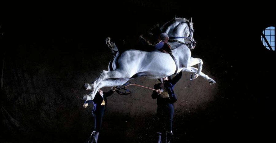 Jerez de la Frontera: Andalusian Horse Dance and Museums - Best part for horse lovers: watching horses warm up and train around the show