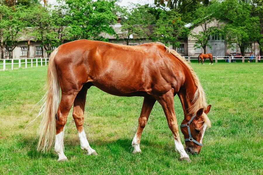 Jerez de la Frontera: How the Andalusian Horses Dance - Jerez, horses, and the Royal Andalusian School setting