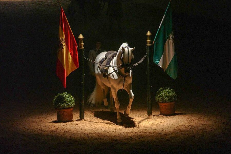 Jerez de la Frontera: How the Andalusian Horses Dance - Classical dressage highlights: airs, passage, piaffer, and Pas de Deux