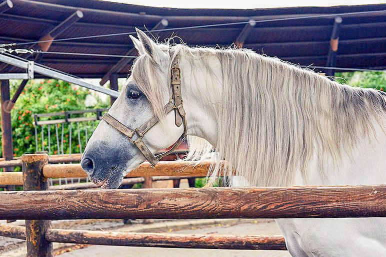 Jerez: Royal Andalusian School of Equestrian Art Admission - Carriage Museum Finale: Vehicles, Harnesses, and Equestrian Costumes