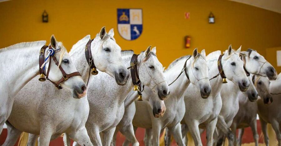 Jerez: Yeguada de la Cartuja Carthusian Horses Tour - Cartuja horses near Jerez: the quick take