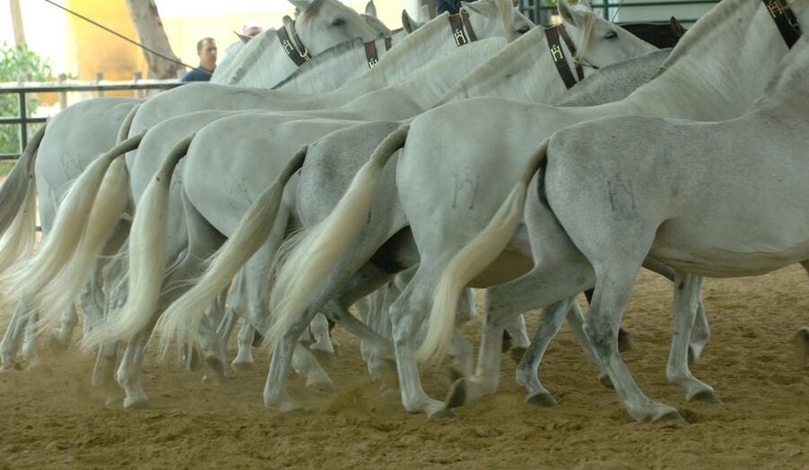 Jerez: Yeguada de la Cartuja Carthusian Horses Tour - Practical tips before you go