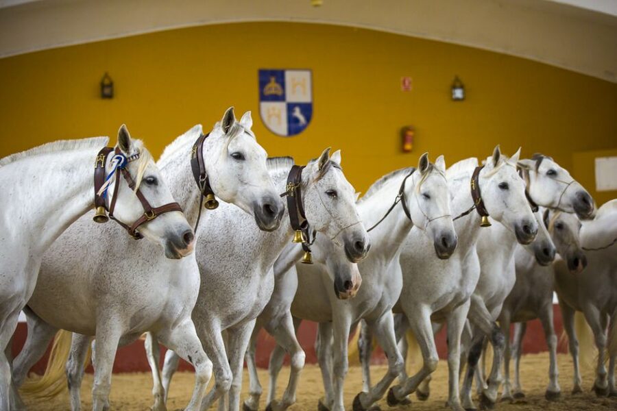 Jerez: Yeguada de la Cartuja Carthusian Horses Tour - Entering Yeguada de la Cartuja at Fuente del Suero