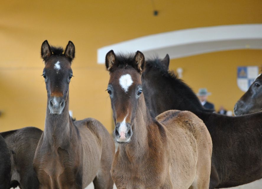 Jerez: Yeguada de la Cartuja Carthusian Horses Tour - Guided tour: free-running colts, mares, stallions, and life stages