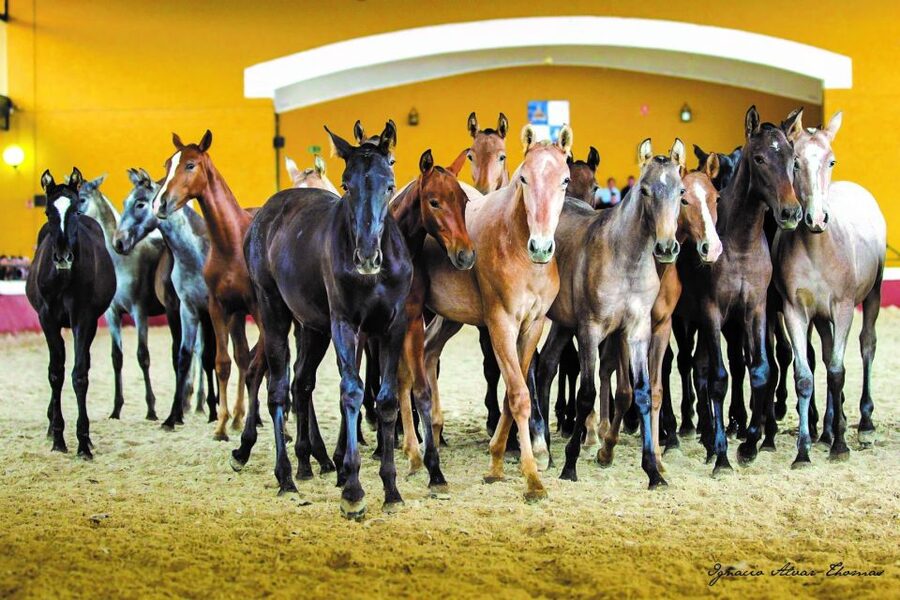 Jerez: Yeguada de la Cartuja Carthusian Horses Tour - The dressage exhibition in the main arena