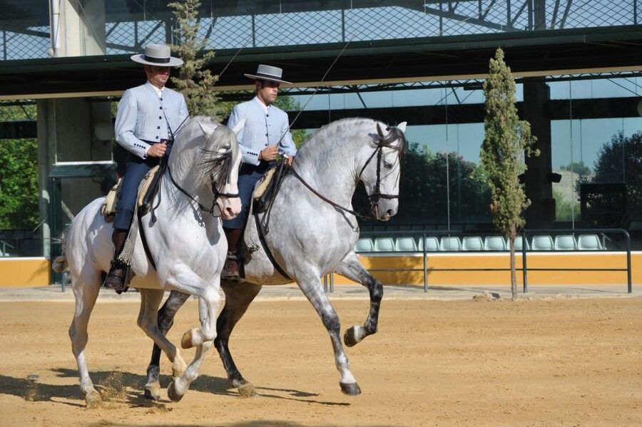Jerez: Yeguada de la Cartuja Carthusian Horses Tour - Seeing foals up close without losing the real point