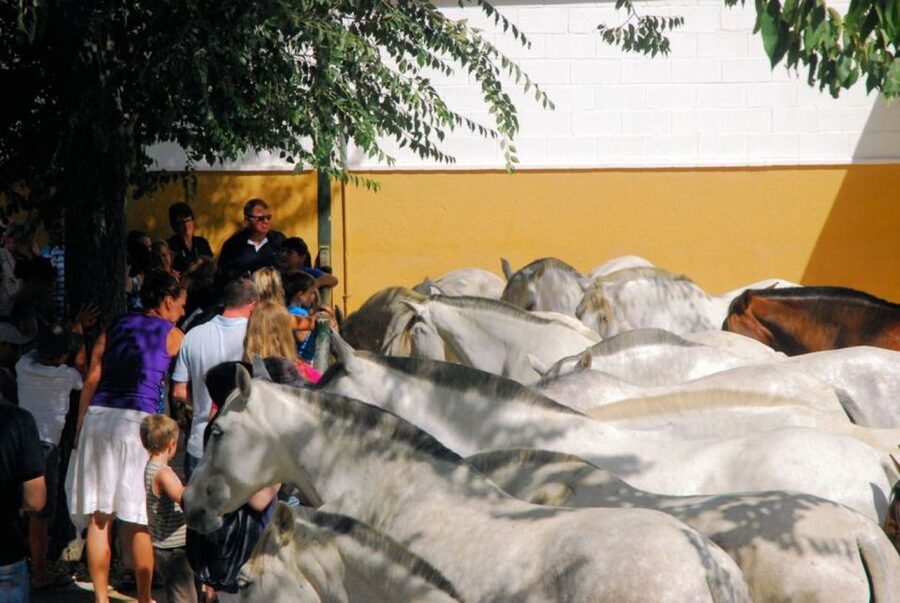Jerez: Yeguada de la Cartuja Carthusian Horses Tour - Price and value at about $22 per person