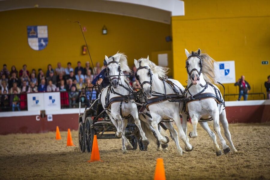 Jerez: Yeguada de la Cartuja Carthusian Horses Tour - What the 2.5 hours actually feels like