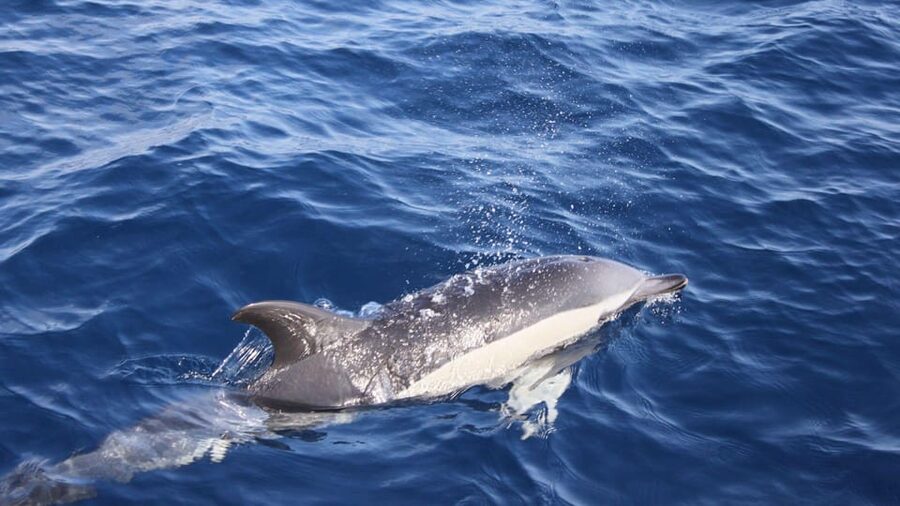 Lanzarote: 2.5-Hour Sunset and Dolphins Cruise - The 2.5-Hour Rhythm: What Your Sunset Evening Turns Into