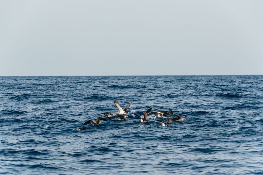 Lanzarote: 2.5-Hour Sunset and Dolphins Cruise - The Sunset Finale With Champagne, Juice, and Pastries