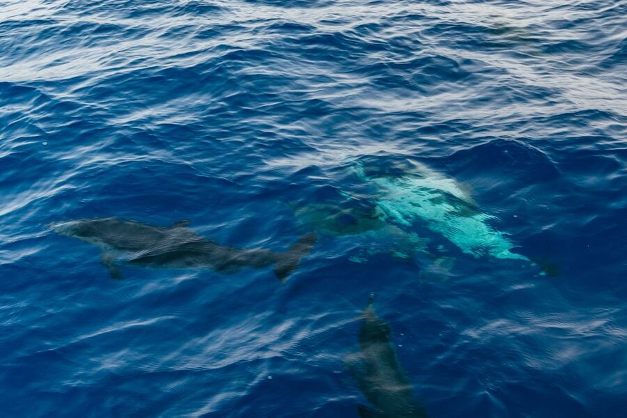 Lanzarote: 2.5-Hour Sunset and Dolphins Cruise - Price and Value: What You Actually Get for About $61