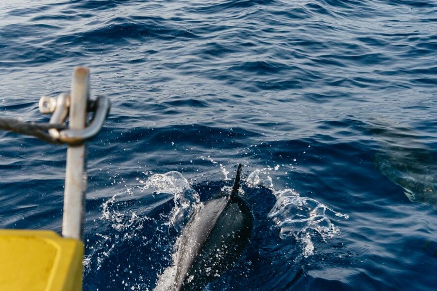 Lanzarote: 2.5-Hour Sunset and Dolphins Cruise - Who This Cruise Suits Best (and Who Should Rethink It)