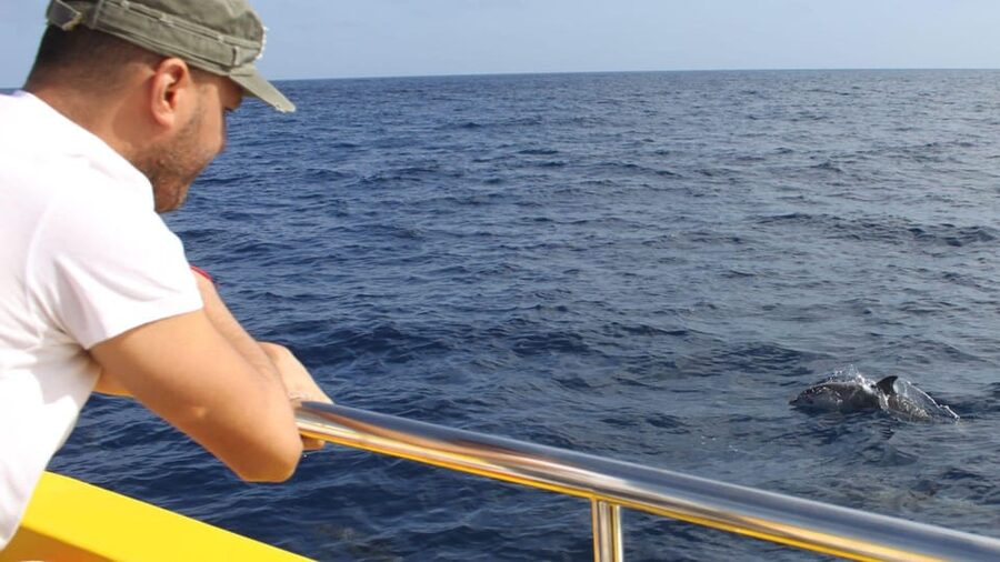 Lanzarote: 2.5-Hour Sunset and Dolphins Cruise - Puerto del Carmen Pickup, Check-In, and Getting to the Harbor Fast