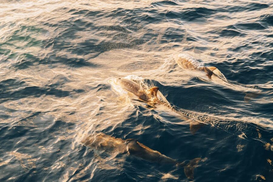 Lanzarote: Dolphin-Watching Sunset Cruise with Transfers - Leaving Puerto del Carmen: The Moment You Feel the Cruise Start