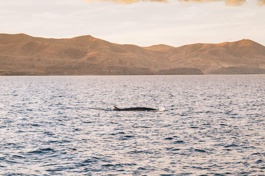 Lanzarote: Dolphin-Watching Sunset Cruise with Transfers - Onboard Comfort: Nets, Seating Choices, and When to Bring a Jacket