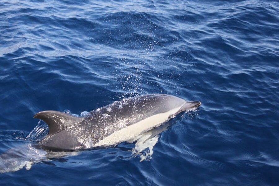 Lanzarote: Lobos Island Half-Day Dolphin Watching Trip - Key things I’d put on your radar