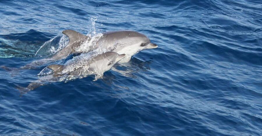 Lanzarote: Lobos Island Half-Day Dolphin Watching Trip - Morning Pickup and the Quick Trip to Puerto del Carmen