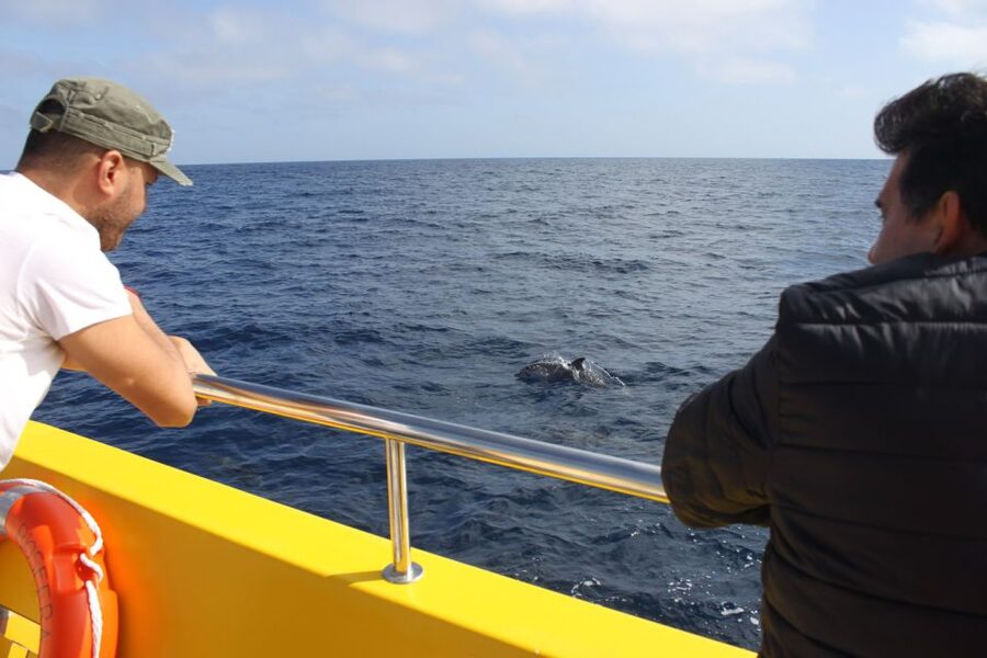 Lanzarote: Lobos Island Half-Day Dolphin Watching Trip - Onboard Commentary and Picnic Lunch on the Day’s Clock