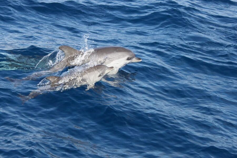 Lanzarote: Lobos Island Half-Day Dolphin Watching Trip - 2.5 Hours on Lobos Island: Beaches, Rock Pools, and Volcano Views