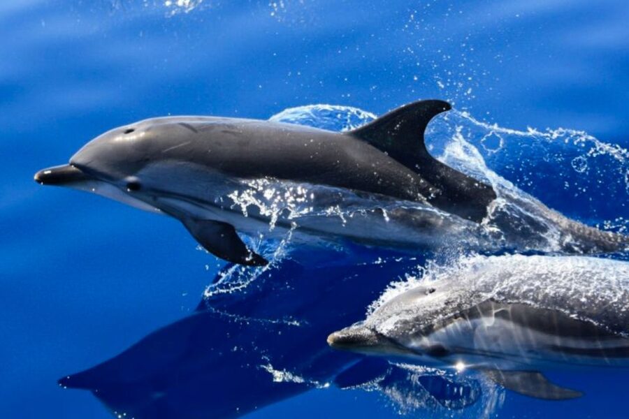 Lanzarote: Lobos Island Half-Day Dolphin Watching Trip - Speedboat to Lobos: Dolphin Watching With a Real Search