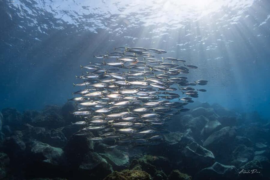 Lanzarote: Real Submarine Dive - Viewing fish like you’re doing fieldwork, without the stress