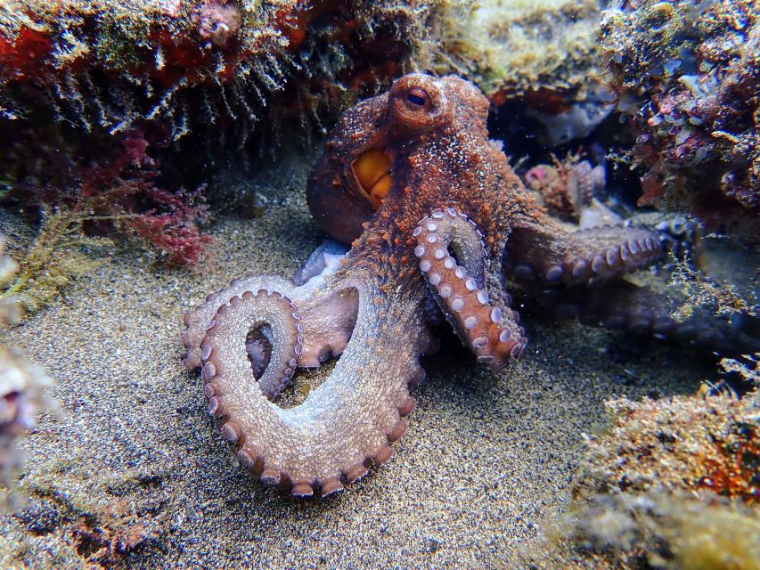 Lanzarote: Scuba Diving for Beginners - 1 Dive - The calm water practice: where confidence gets built