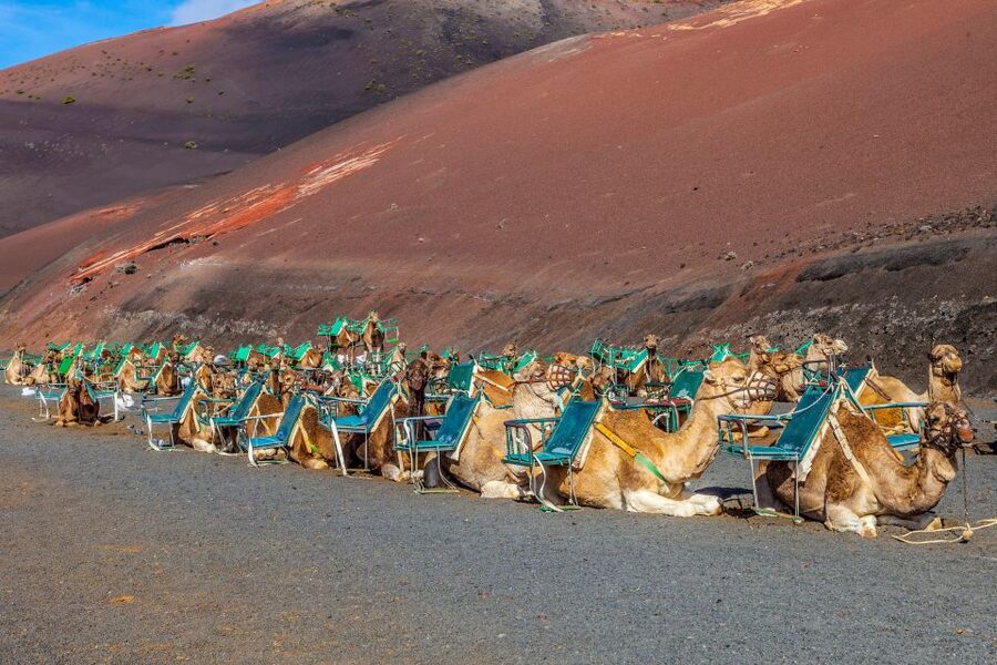 Lanzarote: Volcanos of Timanfaya and Caves Tour with Lunch - Key points
