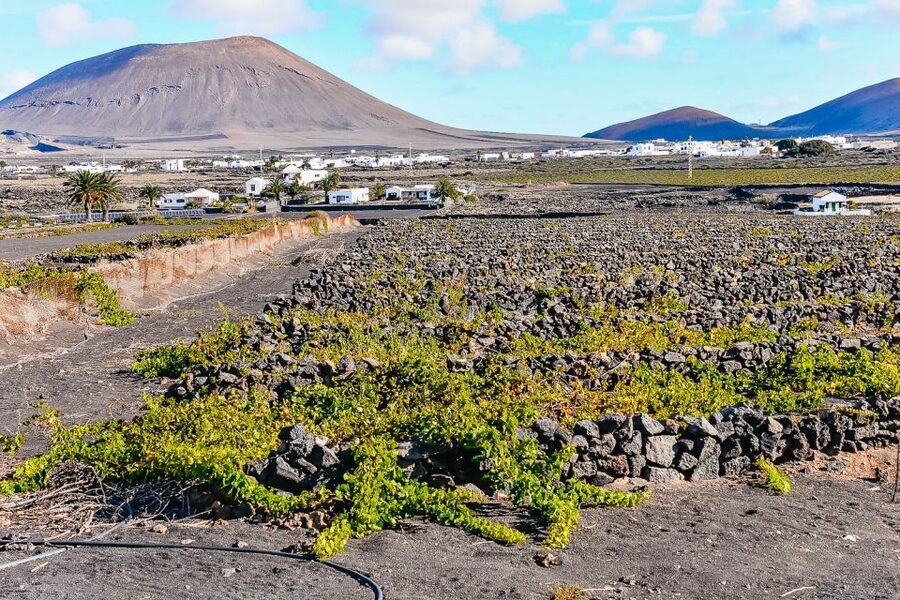 Lanzarote: Volcanos of Timanfaya and Caves Tour with Lunch - La Geria wine-growing area: lava, vines, and shade tricks