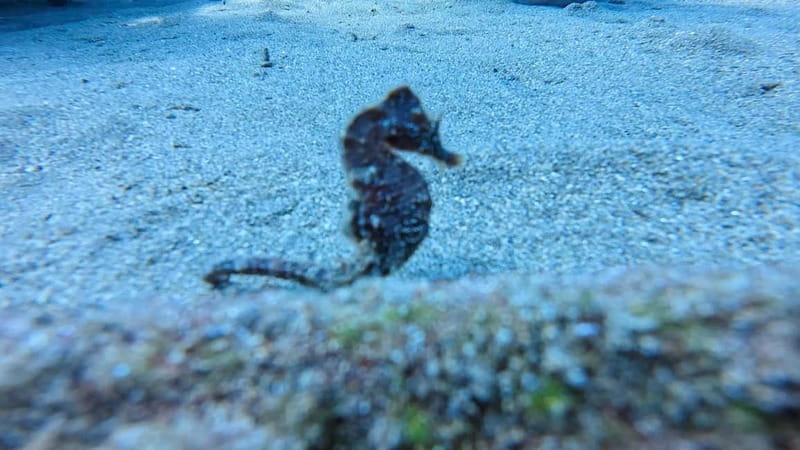 Lanzarote Your First Scuba Diving Experience - Why This Beach-Based First Scuba Session Feels Less Intimidating