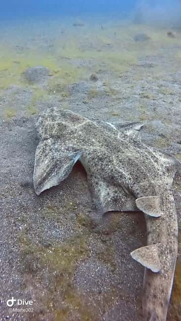 Lanzarote Your First Scuba Diving Experience - What You’ll See Underwater Around Lanzarote’s Volcanic Rocks