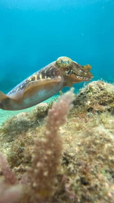 Lanzarote Your First Scuba Diving Experience - Safety Style at Barracuda: Patient Coaching That Handles Real Nerves