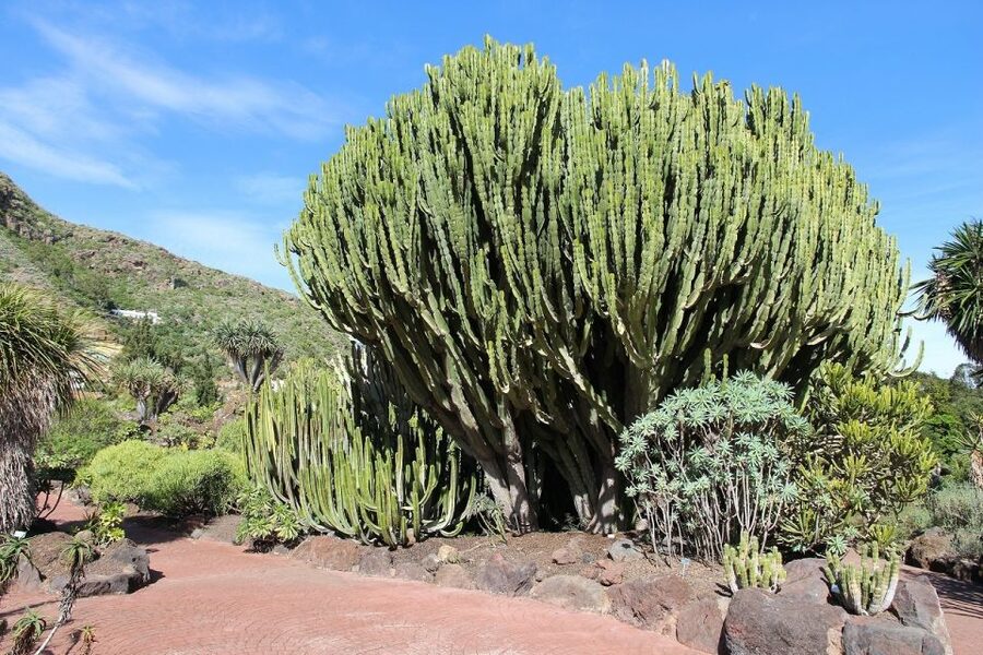 Las Palmas, Botanical Gardens and Bandama Volcano Tour - Who should book this tour, and who should consider alternatives
