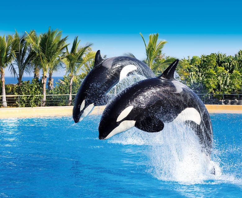 Loro Parque and Siam Park Combined Admission Tickets - Loro Parque in the North: Orcas, Parrots, Penguins, and Kinderlandia