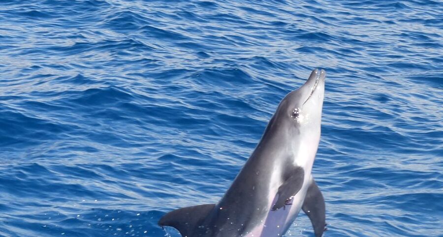 Los Cristianos Respectful No-Chase Whale and Dolphin Safari - Key things I’d circle before you book