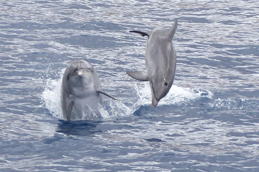 Los Cristianos Respectful No-Chase Whale and Dolphin Safari - What the 2-Hour Cruise Feels Like, From Boarding to Time at Sea