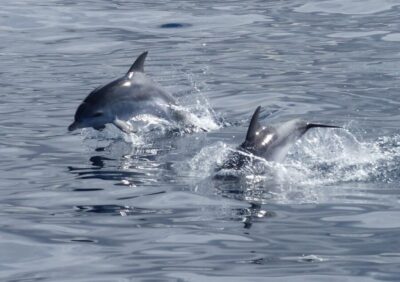 Los Cristianos Respectful No-Chase Whale and Dolphin Safari