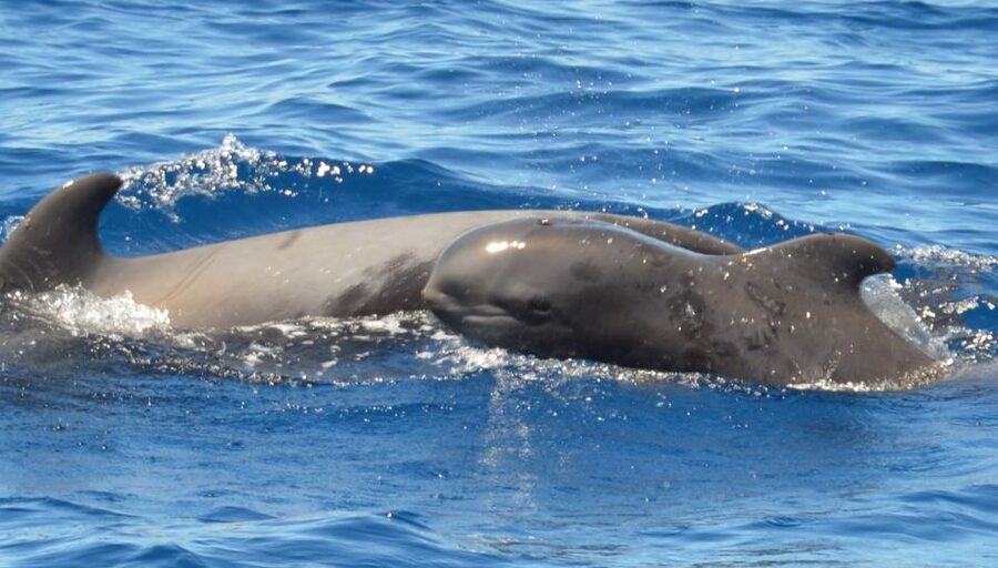 Los Cristianos Respectful No-Chase Whale and Dolphin Safari - What You Might See: Dolphins, Pilot Whales, Sea Turtles, and More