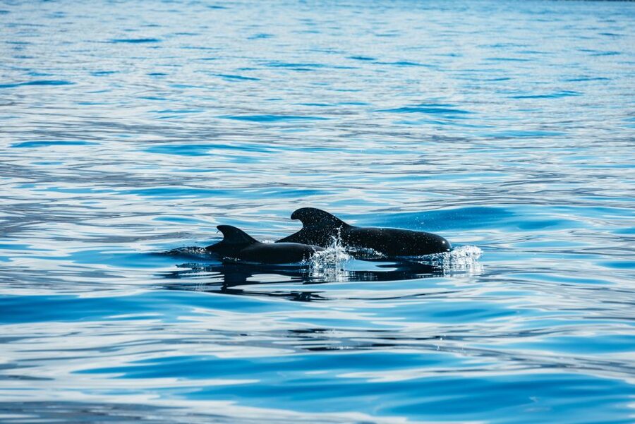 Los Cristianos Respectful No-Chase Whale and Dolphin Safari - The Onboard Guides and Ecosystem Talk That Makes the Ocean Make Sense
