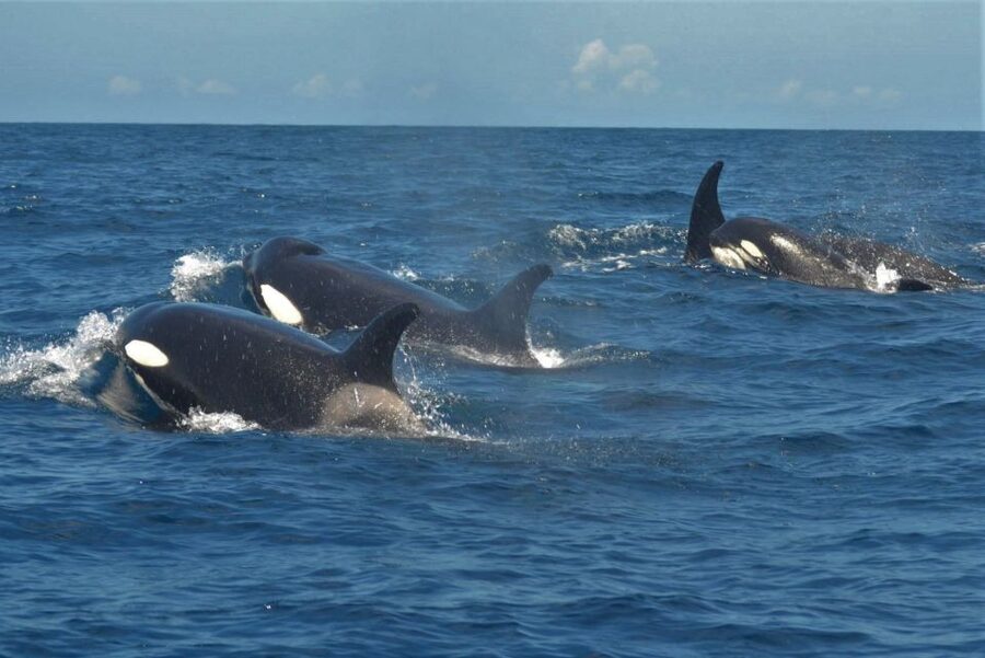 Los Cristianos Respectful No-Chase Whale and Dolphin Safari - Conservation by Design: What Your Ticket Supports