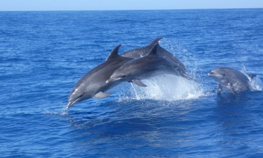 Los Cristianos Respectful No-Chase Whale and Dolphin Safari - Price and Value: Why Around $29 Can Be a Fair Deal