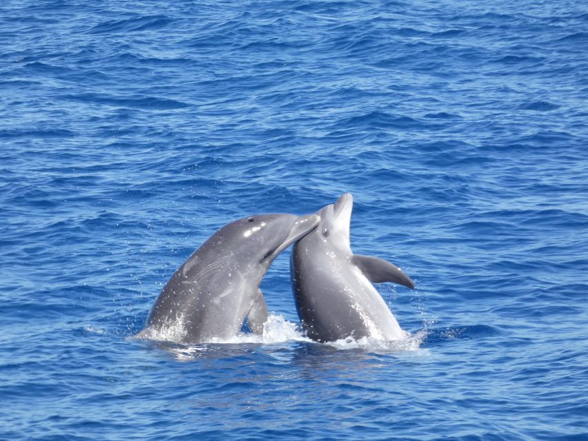 Los Cristianos Respectful No-Chase Whale and Dolphin Safari - Who Should Book This No-Chase Whale Safari, and Who Should Skip It