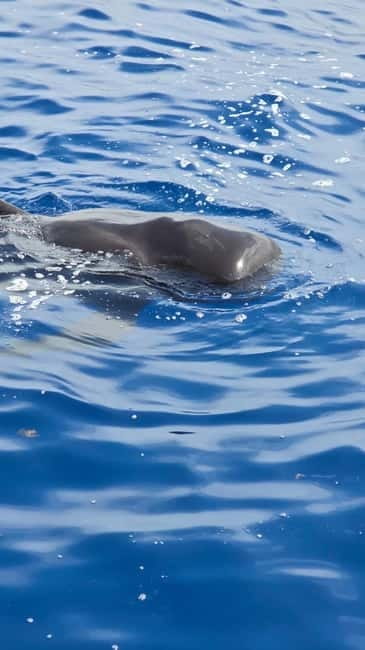 Los Cristianos: Viking Cruise Whales & Dolphins Watching - The short photo stop in Los Cristianos: quick, not a timesink