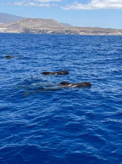 Los Cristianos: Viking Cruise Whales & Dolphins Watching - Life on board Ragnarok: space, shade, restrooms, and the bar