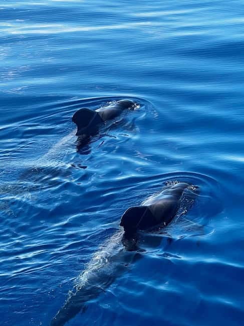 Los Cristianos: Viking Cruise Whales & Dolphins Watching - What to bring for Tenerife sun and Atlantic wind