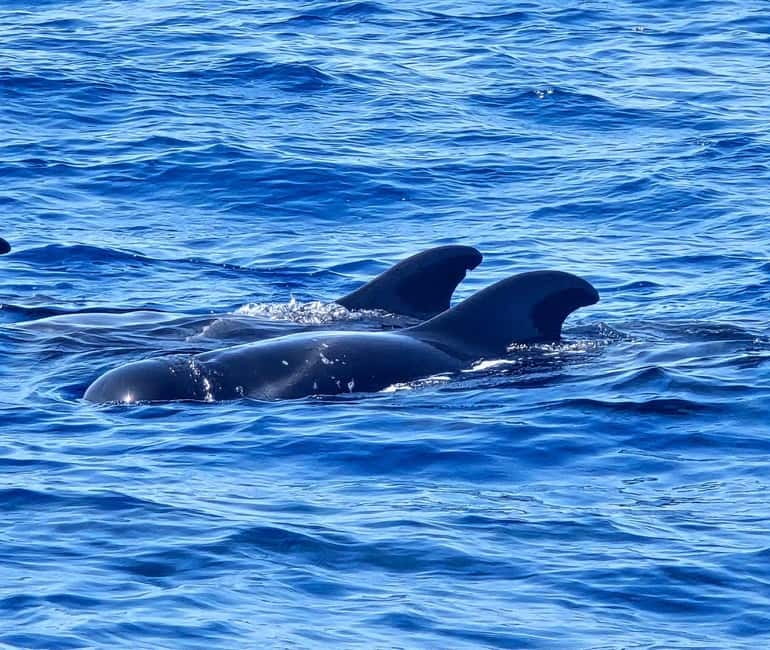 Los Cristianos: Viking Cruise Whales & Dolphins Watching - Price and value: what you get for about $47