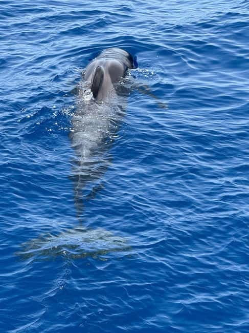 Los Cristianos: Viking Cruise Whales & Dolphins Watching - Getting on board at Puerto de Los Cristianos (Zone Excursion A)