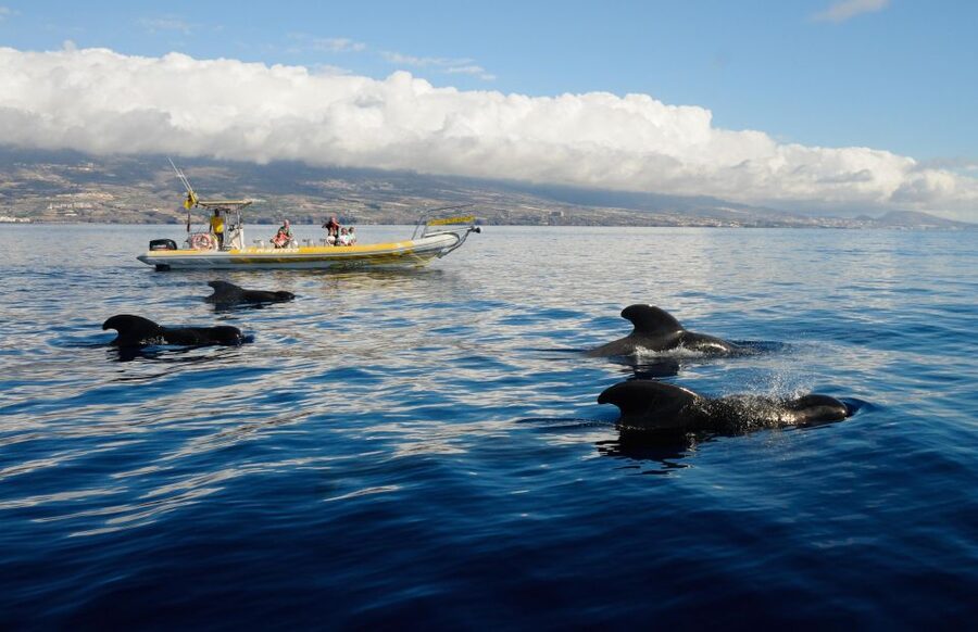 Los Gigantes: Dolphin and Whale Watching Cruise by Speedboat - Key Highlights You Will Actually Care About