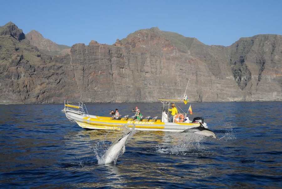 Los Gigantes: Dolphin and Whale Watching Cruise by Speedboat - Speedboat Departure From Los Gigantes Port
