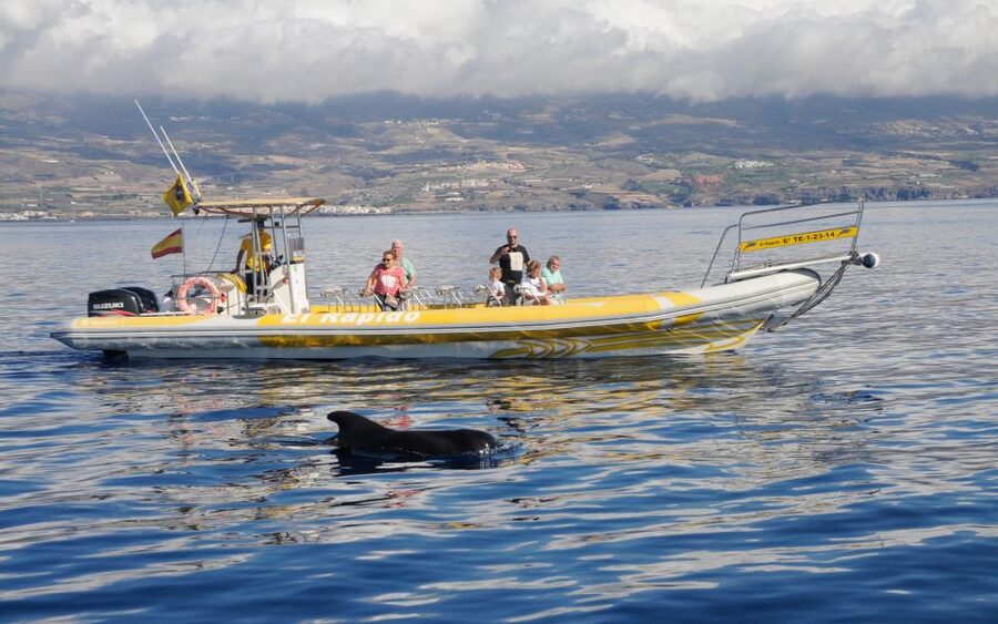 Los Gigantes: Dolphin and Whale Watching Cruise by Speedboat - How Long You Really Spend Watching Animals